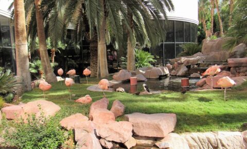 Flamingo Wildlife Habitat Las Vegas: A Hidden Gem on the Strip